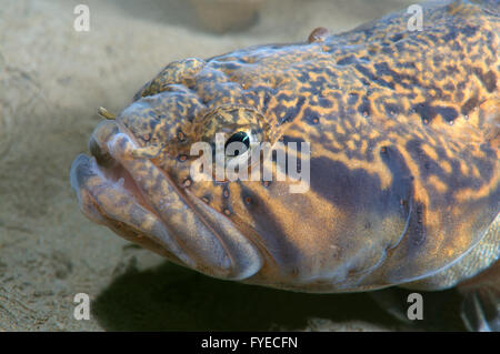 (Grigorjewi Stichaeus Stichaeus) Extrême-Orient, Mer du Japon, Russie Banque D'Images