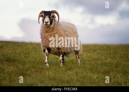 Swaledale moutons dans un champ à la recherche de l'appareil photo. l'agnelle a des cornes avec cette race. Banque D'Images