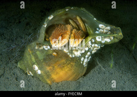 L'ermite de l'Alaska (Pagurus ochotensis) Extrême-Orient, Mer du Japon, Russie Banque D'Images