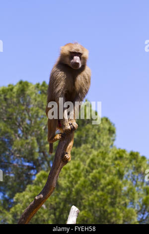 Babouin (Papio hamadryas ursinus) dans un arbre Banque D'Images