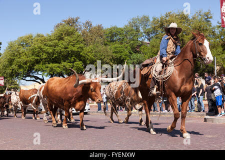 Cowboys et longhorns dans le Fort Worth Stockyards historic district. 6 avril 2016 à Fort Worth, Texas, USA Banque D'Images