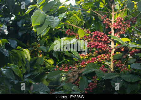 Café en grains mûrs sur l'arbre dans farm Banque D'Images