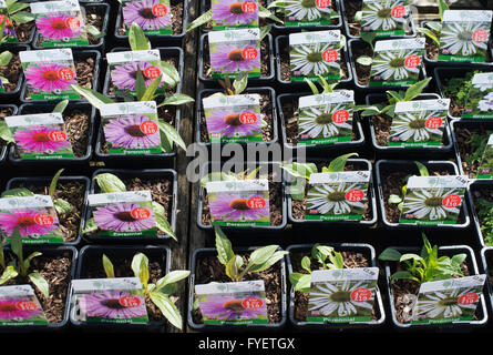 L'échinacée de plantes en pots pour la vente à RHS Wisley garden centre. Surrey, Angleterre Banque D'Images