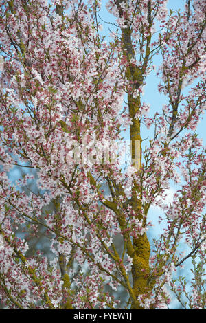 Prunus pendula Ascendens rosea. Cerisiers en fleurs avec des RHS Wisley Gardens, à Surrey, Angleterre Banque D'Images