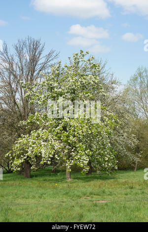 Pyrus communis jaspidea. Poirier en fleurs à RHS Wisley Gardens, Surrey, Angleterre Banque D'Images