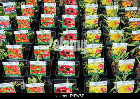 Helenium plantes en pots pour la vente à RHS Wisley garden centre. Surrey, Angleterre Banque D'Images