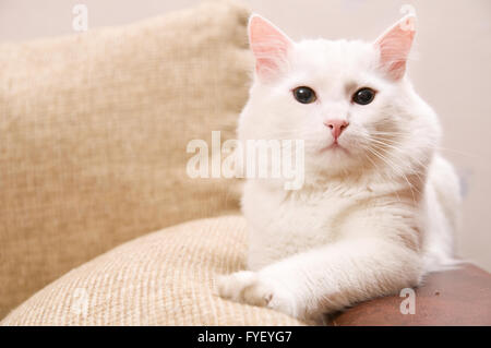 angora turc Banque D'Images