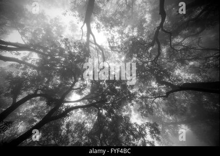 L'image a été prise dans la forêt de Matheran, Maharashtra, Inde Banque D'Images