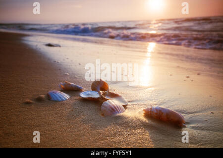 Des coquillages sur le sable Banque D'Images