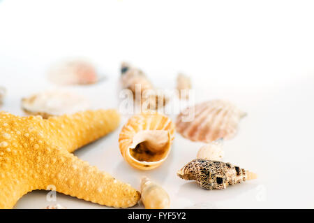 Étoile de mer et coquillages Banque D'Images