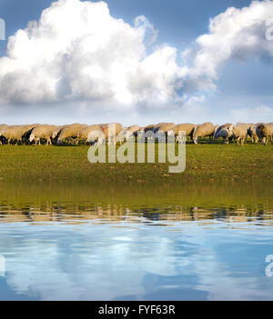 Moutons dans un pré avec de l'eau effets de réflexion. Banque D'Images