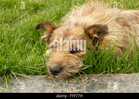 Randonnée chien couché sur l'herbe verte Banque D'Images