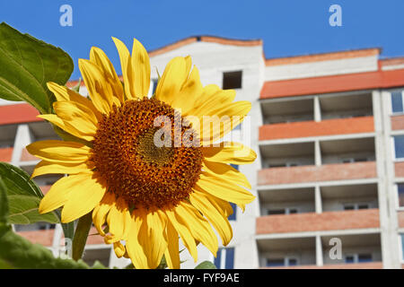 Tournesol urbain Banque D'Images