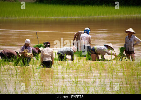 Plantation De Riz, Pré-Montée. Cambodge. Banque D'Images