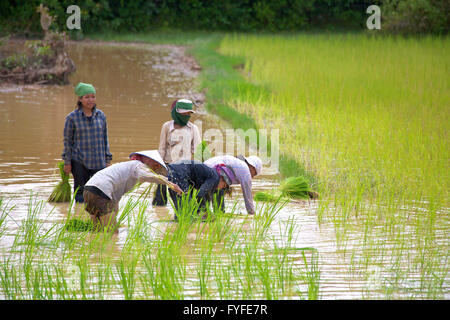 Plantation De Riz, Pré-Montée. Cambodge. Banque D'Images