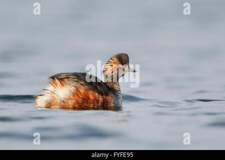 Grèbe à cou noir (Podiceps nigricollis) Nager dans l'eau, aux Pays-Bas Banque D'Images