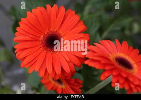 Gerbera rouge fleur dans un jardin à Bonn, Allemagne Banque D'Images