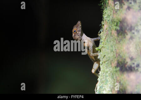 À menton jaune Anole (Anolis gundlachi) sur l'arbre, El Yunque Rain Forest, Puerto Rico Banque D'Images