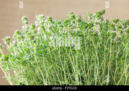 Thym commun Thymus vulgaris - plante Banque D'Images