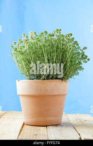 Thym commun plante en pot - Thymus vulgaris Banque D'Images