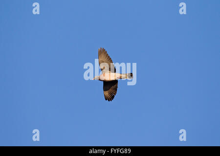 Bois commun pigeon (Columba palumbus) en vol Banque D'Images