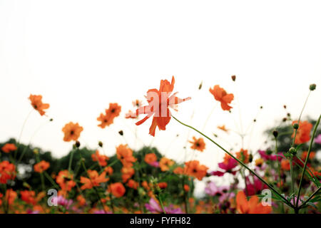 marguerites Banque D'Images