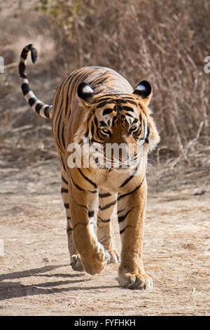 Royal tigre du Bengale (Panthera tigris tigris) marcher le long de la route, le parc national de Ranthambore, Rajasthan, Inde Banque D'Images