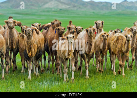 Troupeau de chameaux de Bactriane (Camelus ferus) dans la steppe mongole, Mongolie Banque D'Images