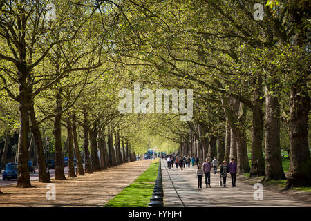 Chemins bordés d'arbres, Constitution Hill, Londres, Angleterre, Royaume-Uni Banque D'Images