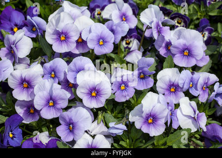 Viola cornuta twix Banque de photographies et d'images à haute résolution -  Alamy