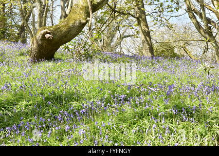 Bluebells sur une rive herbeuse dans une zone boisée à springtime.in le Royaume-Uni Banque D'Images