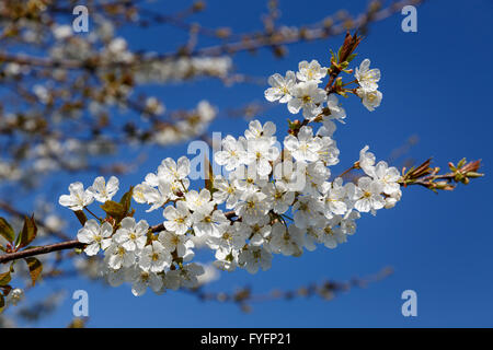 Branche de fleurs de cerisier against a blue sky Banque D'Images
