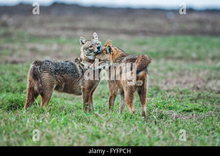 Le chacal doré (Canis aureus), également appelé l'asiatic, oriental ou chacal commun, photographié dans la vallée de Hula, Israël Banque D'Images