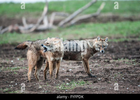 Le chacal doré (Canis aureus), également appelé l'asiatic, oriental ou chacal commun, photographié dans la vallée de Hula, Israël Banque D'Images