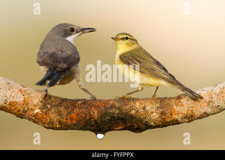 Grosbec casse-noyaux (Phylloscopus collybita) et Orphean Warbler (Sylvia hortensis) ensemble sur une branche, désert du Néguev, Israël Banque D'Images