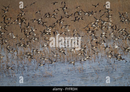 Troupeau de teal (Anas crecca) en vol. Cette espèce de canards barboteurs se reproduit dans les zones humides à l'abri dans le nord de l'Eurasie. Il Banque D'Images