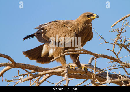 L'aigle des steppes (Aquila nipalensis) perché sur un arbre sec dans le désert du Néguev, en Israël. Cet aigle est trouvé à partir de la Roumanie, à t Banque D'Images