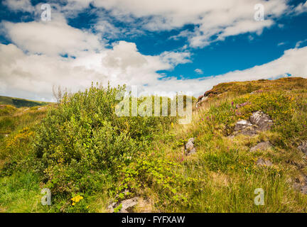 Plantes diverses y compris bog myrtle, Heather Bell, Ling, de l'ouest (naines), l'ajonc et le séneçon de briars dans rocky bogland, Beara, Cork Banque D'Images