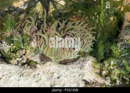 Un Snakelocks Anemone dans un pool de roches au large de la côte du Sussex Banque D'Images