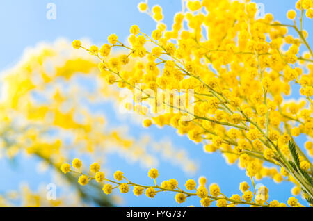 Bouquet de printemps avec une branche d'un arbre d'acacia en fleurs Banque D'Images