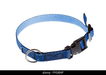 Collier bleu pour un petit chien qui est isolé sur fond blanc Banque D'Images