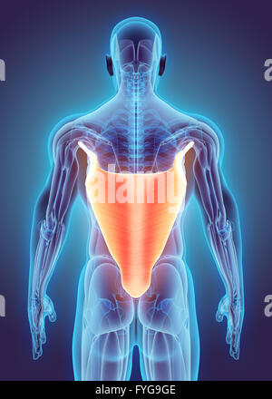 3D illustration de latissimus dorsi, partie de l'anatomie musculaire. Banque D'Images