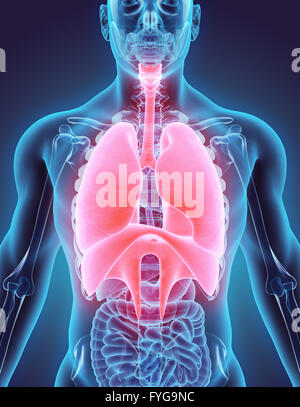 3D illustration du système respiratoire - concept médical. Banque D'Images