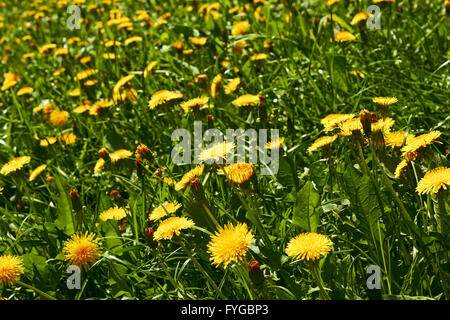 Pissenlits jaunes on meadow Banque D'Images