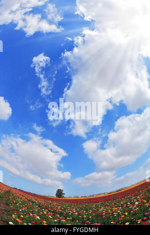 Une renoncule et nuages. Photo prise objectif fisheye Banque D'Images