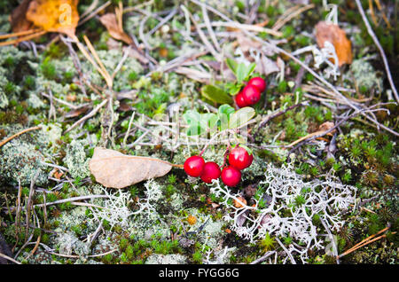 Fruits rouges d'une airelle rouge sur des bagues, d'un close up Banque D'Images