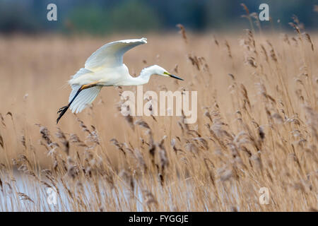 Une grande aigrette plane au-dessus des roseaux Banque D'Images