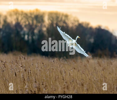 Une grande aigrette plane au-dessus des roseaux Banque D'Images