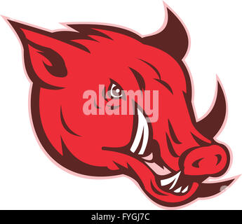 Angry razorback wild pig hog boar head Banque D'Images