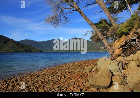 Endeavour Inlet, Bay dans le Marlborough Sounds Banque D'Images